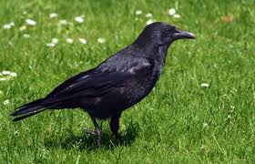 La corneille